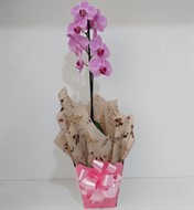 MEGA PROMOÇÃO - Orquídeas Phalaenopsis (VÁRIAS CORES)